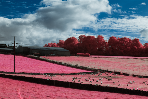 An image of farmland and some farm buildings shot in aerochrome